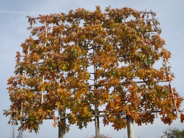 Leivorm in Quercus palustris